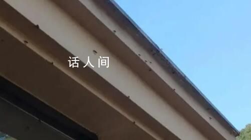 浙江多地出现大量臭屁虫 根本抓不完