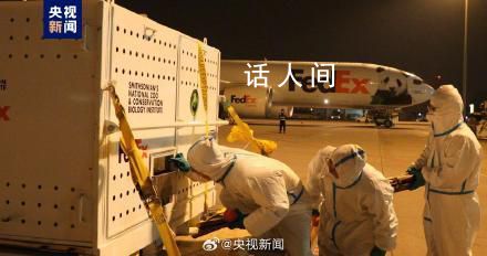 美香一家刚回国就被排队投喂 将于12月与公众见面