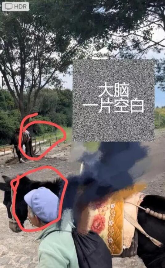 游客在丽江花168元骑马变成骑骡子 感觉被骗