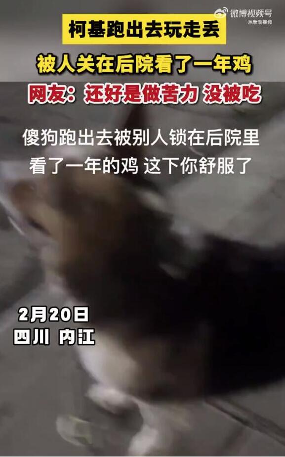 柯基跑丢后被人关鸡棚看了一年鸡