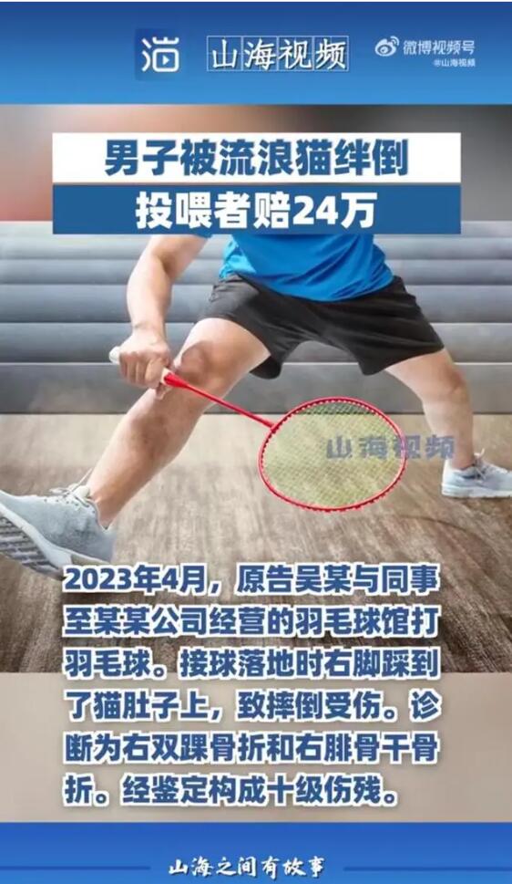 男子被流浪猫绊倒 投喂者赔24万
