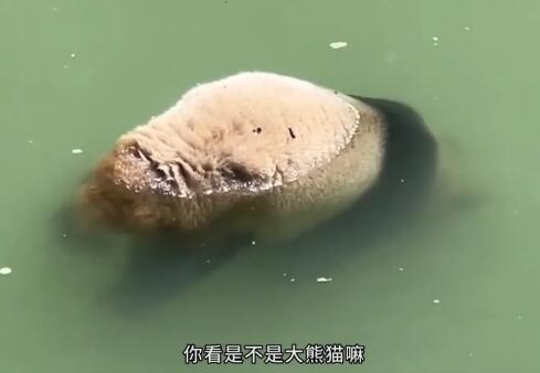 四川溺亡大熊猫身体无明显外伤